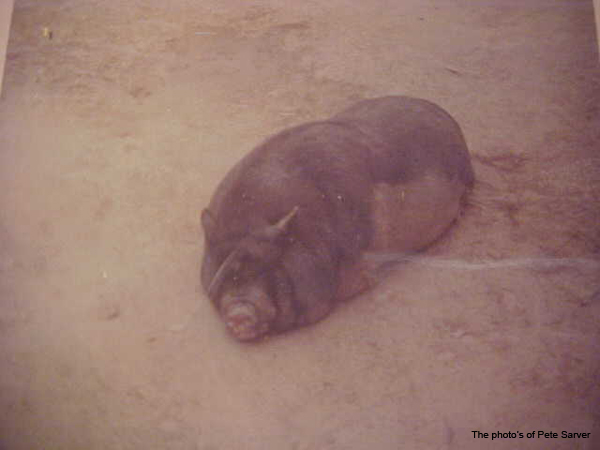 Pig at Rest